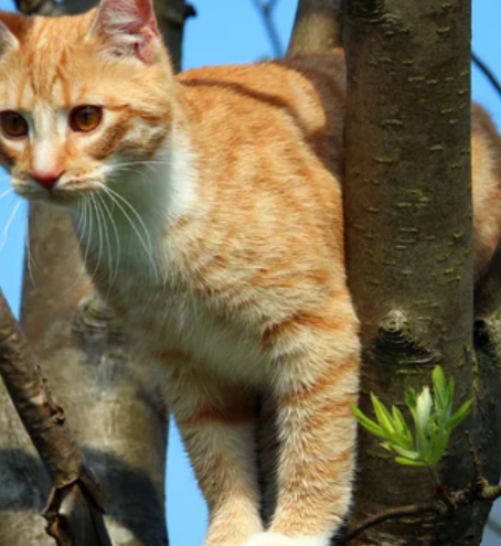 How to Get a Cat Out of a Tree: What to Do